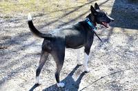 Pet adoption: Bernie