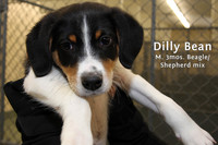 Pet adoption: Dilly Bean
