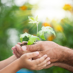 City to host Arbor Day event at…