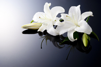 Obituary: Jeanne J. Barker-Fuchs…