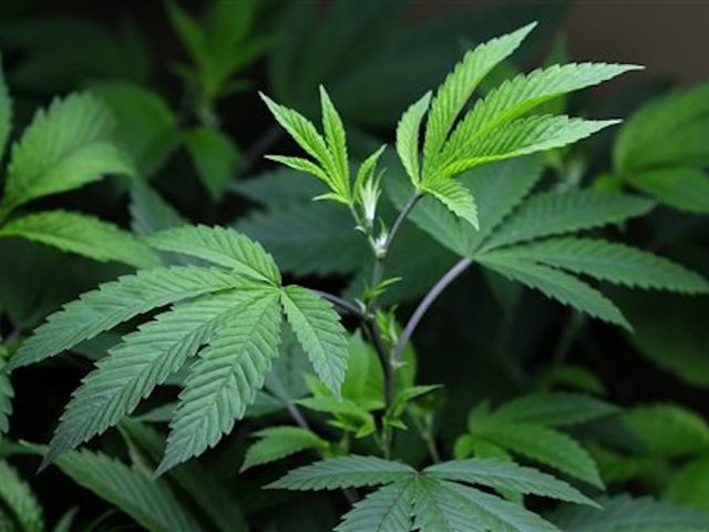 Family dog brings home a pound of marijuana